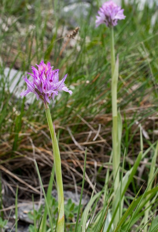 Neotinea tridentata